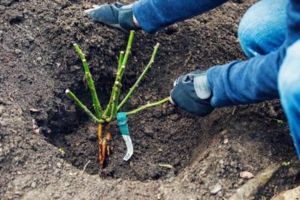 Як посадити троянди восени, щоб вони пишно зацвіли наступного року