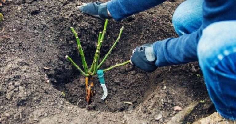 Як посадити троянди восени, щоб вони пишно зацвіли наступного року