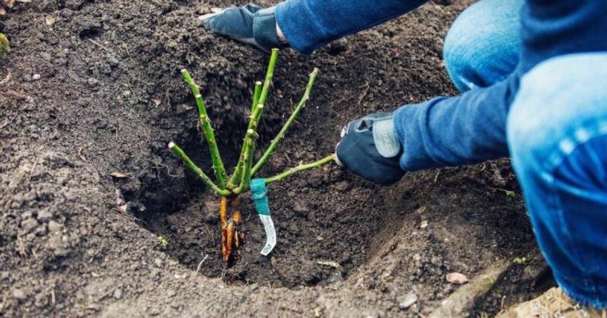 Як посадити троянди восени, щоб вони пишно зацвіли наступного року