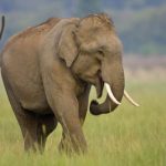 Найбільші наземні ссавці в історії планети