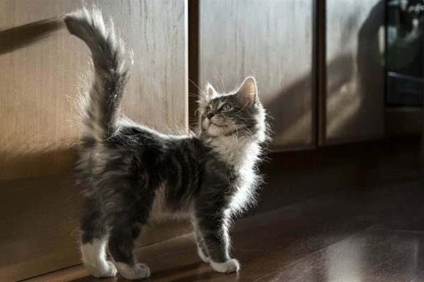 Коли кіт махає хвостом чого він хоче насправді