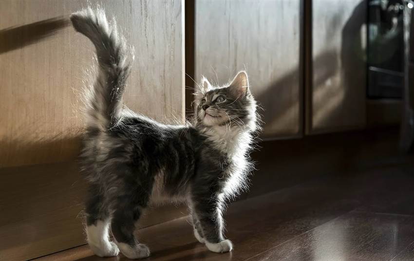 Коли кіт махає хвостом чого він хоче насправді