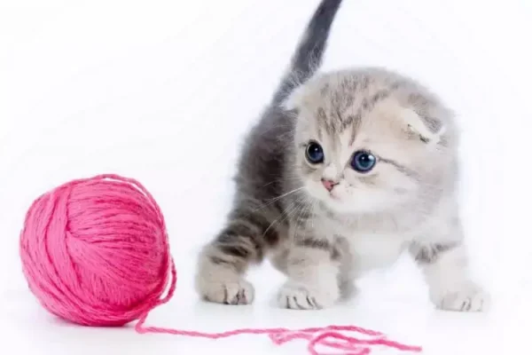 Як назвати кішку-дівчинку – найкращі ідеї та поради