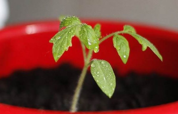 Як пікірувати помідори правильно щоб не нашкодити розсаді