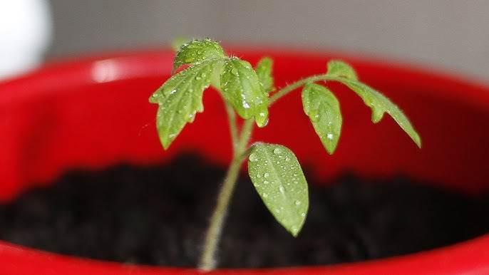 Як пікірувати помідори правильно щоб не нашкодити розсаді