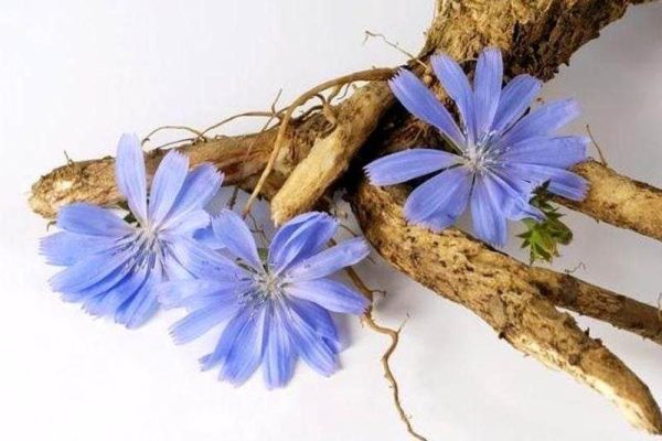 Цикорій – незвична рослина з кавовим ароматом, яку варто спробувати