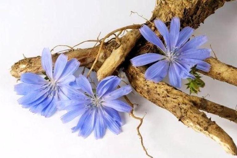 Цикорій – незвична рослина з кавовим ароматом, яку варто спробувати