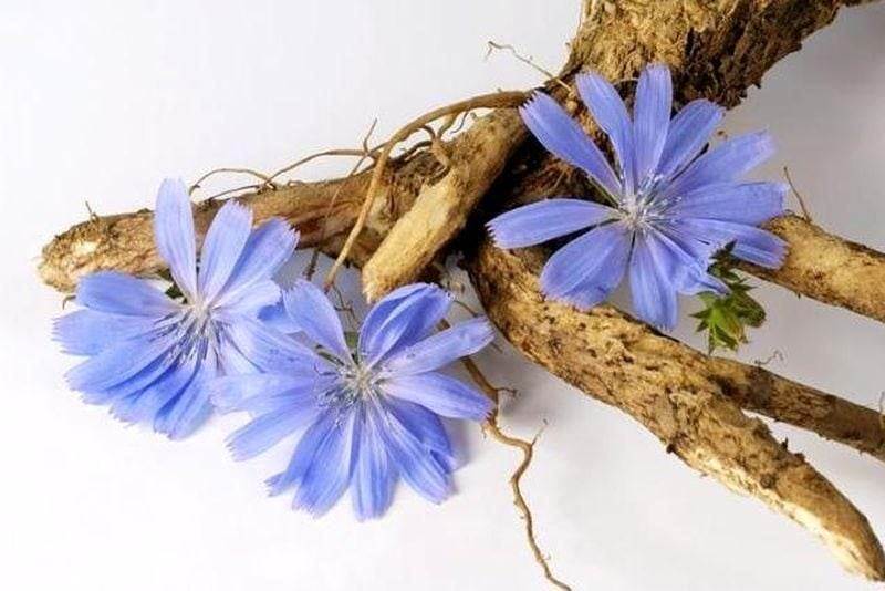 Цикорій – незвична рослина з кавовим ароматом, яку варто спробувати