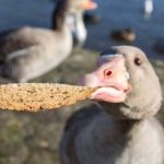 Чому хліб шкідливий для птахів і чим його замінити