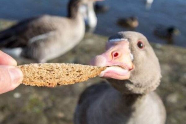 Чому хліб шкідливий для птахів і чим його замінити