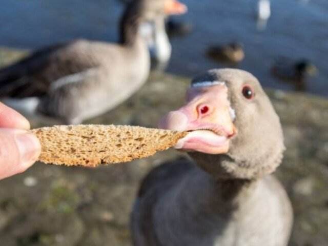 Чому хліб шкідливий для птахів і чим його замінити