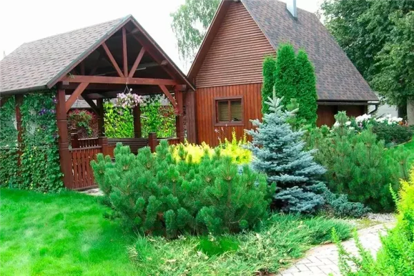 Хвойні дерева на подвір'ї – як створити вічнозелений куточок у власному саду