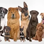 Як обрати ідеального чотирилапого друга серед сотень порід