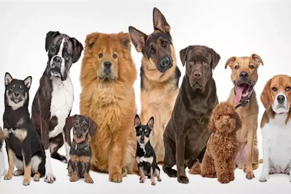 Як обрати ідеального чотирилапого друга серед сотень порід