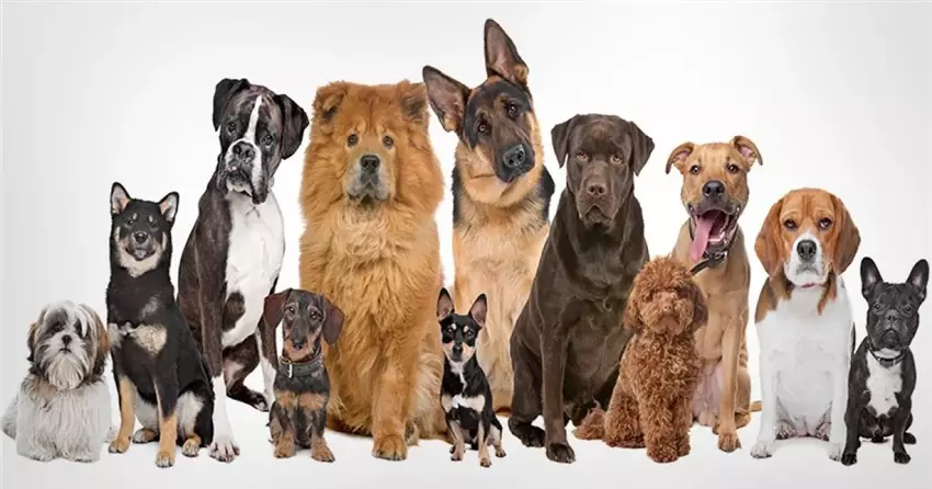 Як обрати ідеального чотирилапого друга серед сотень порід