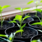 Як часто поливати розсаду перцю: повний посібник для ідеального догляду