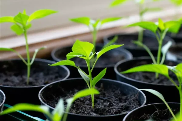 Як часто поливати розсаду перцю: повний посібник для ідеального догляду