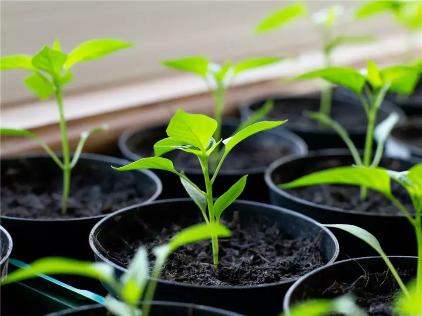 Як часто поливати розсаду перцю: повний посібник для ідеального догляду