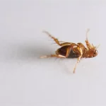 Як вивести блохи в хаті назавжди комплексний план який працює