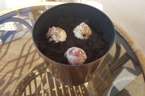 Як правильно садити гіацинти в горщик у домашніх умовах