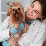 Догляд за домашніми тваринами – секрети комфортного життя улюбленців