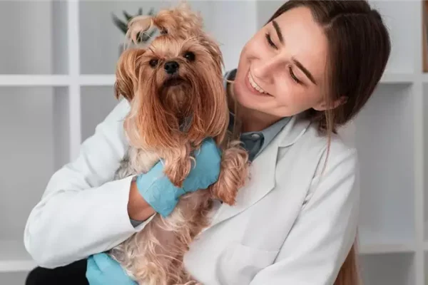 Догляд за домашніми тваринами – секрети комфортного життя улюбленців