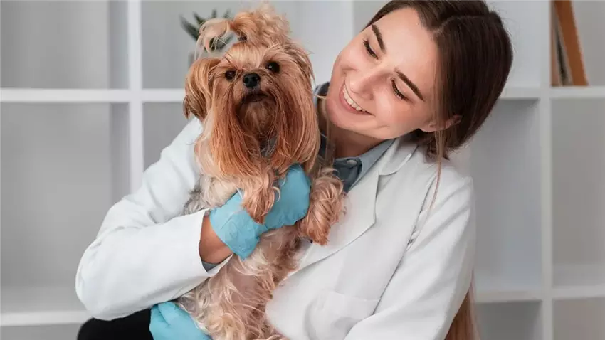 Догляд за домашніми тваринами – секрети комфортного життя улюбленців