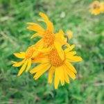 Арніка гірська - природний помічник при травмах та запаленнях