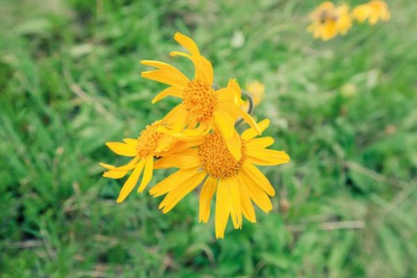 Арніка гірська - природний помічник при травмах та запаленнях