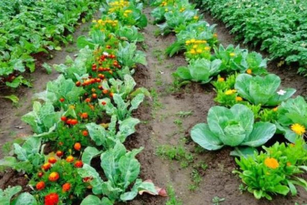 Порядок на грядках: як правильно чергувати овочі щоб отримати добрий урожай