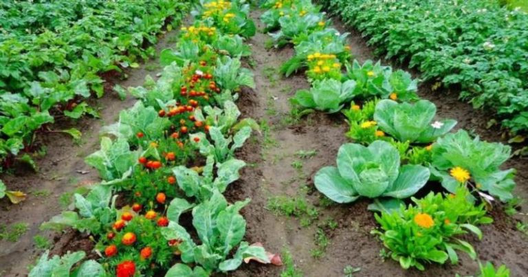 Порядок на грядках: як правильно чергувати овочі щоб отримати добрий урожай