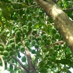 Горіх макадамія як росте тропічна красуня