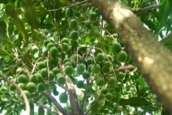 Горіх макадамія як росте тропічна красуня