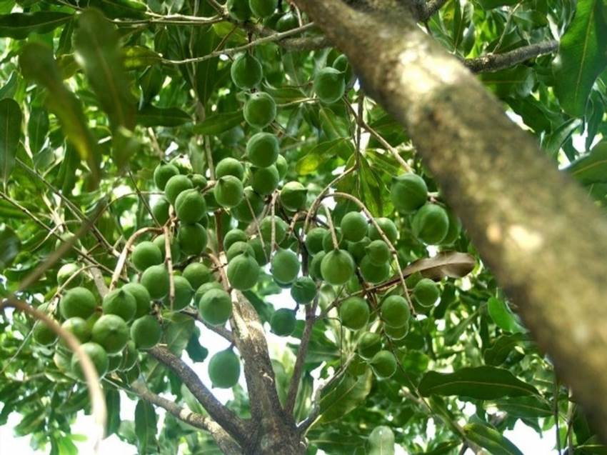 Горіх макадамія як росте тропічна красуня