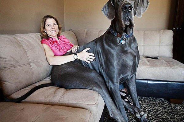 Найбільші породи собак світу гіганти з неймовірною силою та ніжністю