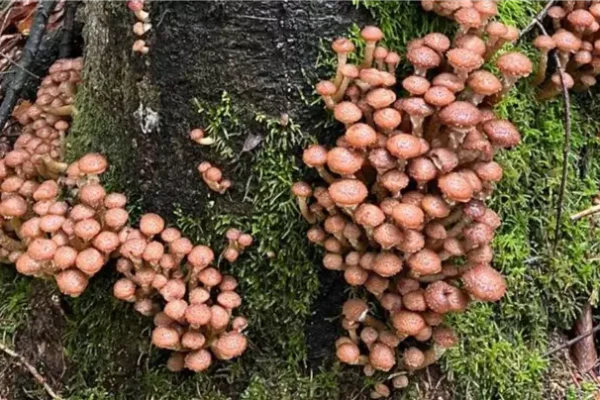 Де ростуть опеньки і як їх правильно збирати в українських лісах
