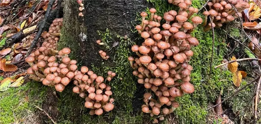 Де ростуть опеньки і як їх правильно збирати в українських лісах