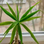 Як розмножити драцену без зайвих клопотів