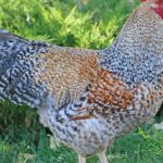 Кури Домінанти – надійні помічниці на кожному подвір'ї України