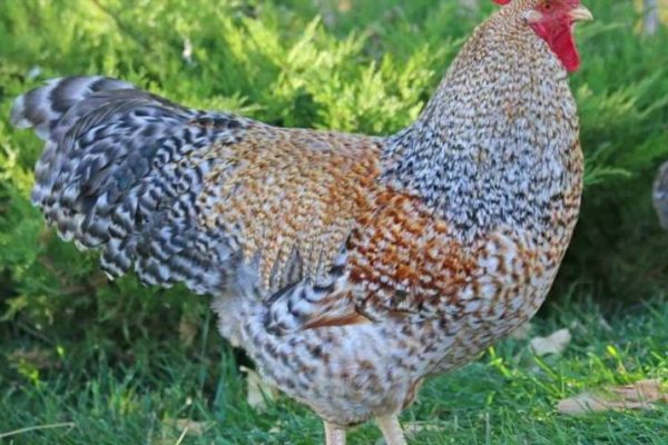 Кури Домінанти – надійні помічниці на кожному подвір'ї України