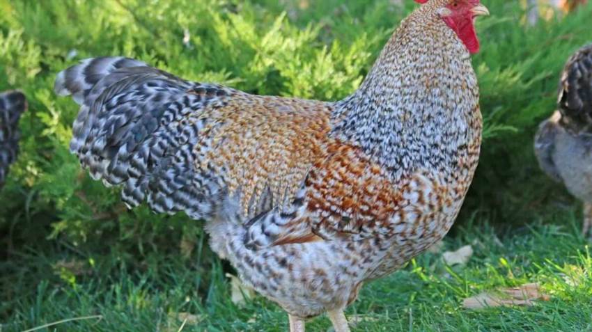 Кури Домінанти – надійні помічниці на кожному подвір'ї України