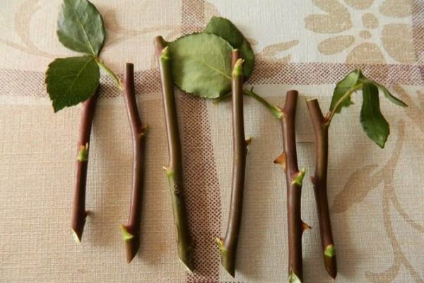 Як виростити троянду з букета своїми руками