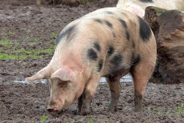 Як вирощувати свиней породи Кантор з максимальною вигодою
