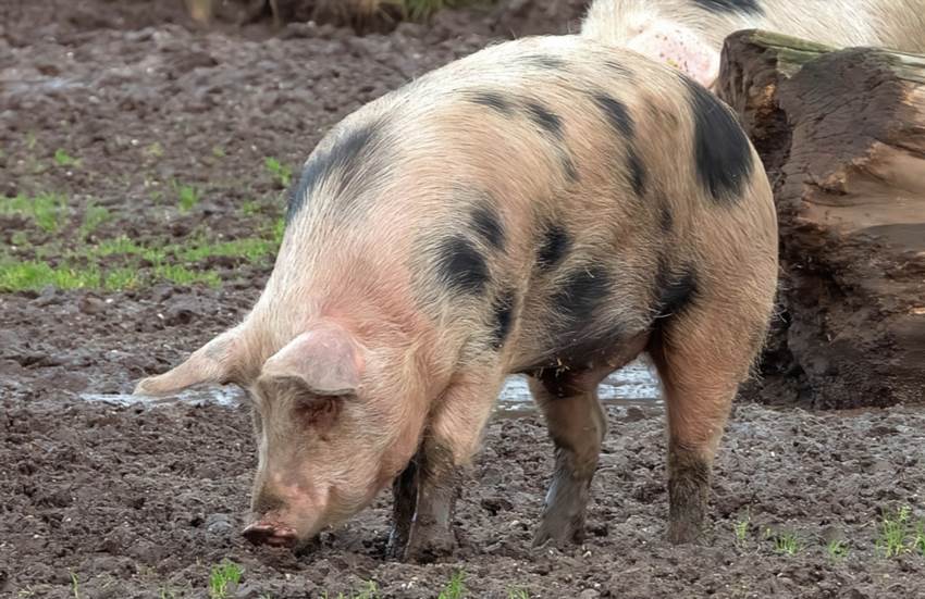 Як вирощувати свиней породи Кантор з максимальною вигодою