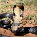 Кобра змія - отруйний гігант і символ у міфах та культурі