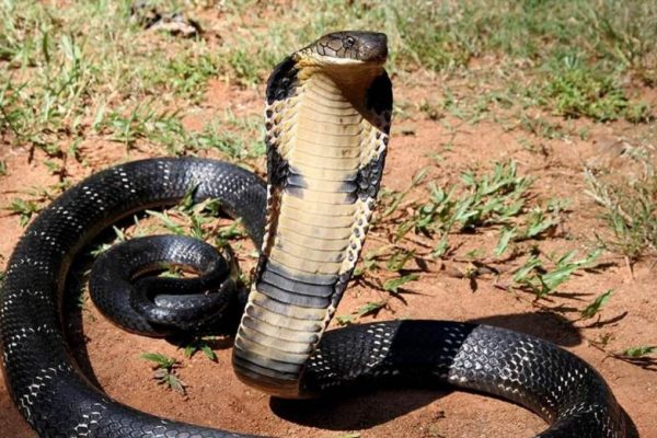 Кобра змія - отруйний гігант і символ у міфах та культурі