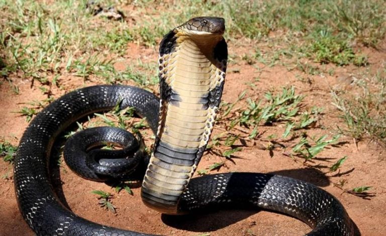 Кобра змія — отруйний гігант і символ у міфах та культурі