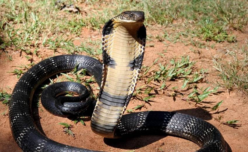 Кобра змія - отруйний гігант і символ у міфах та культурі