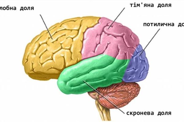 Як влаштований наш мозок і за що відповідає кожна його частина
