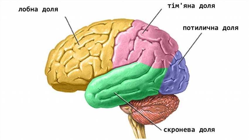 Як влаштований наш мозок і за що відповідає кожна його частина